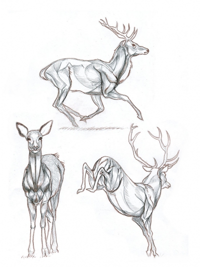 lisonsabiols-croquis05