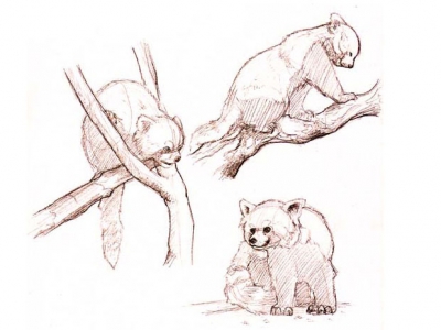 lisonsabiols-croquis06
