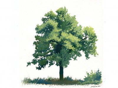 lisonsabiols-croquistrees01