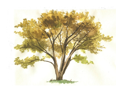 lisonsabiols-croquistrees02